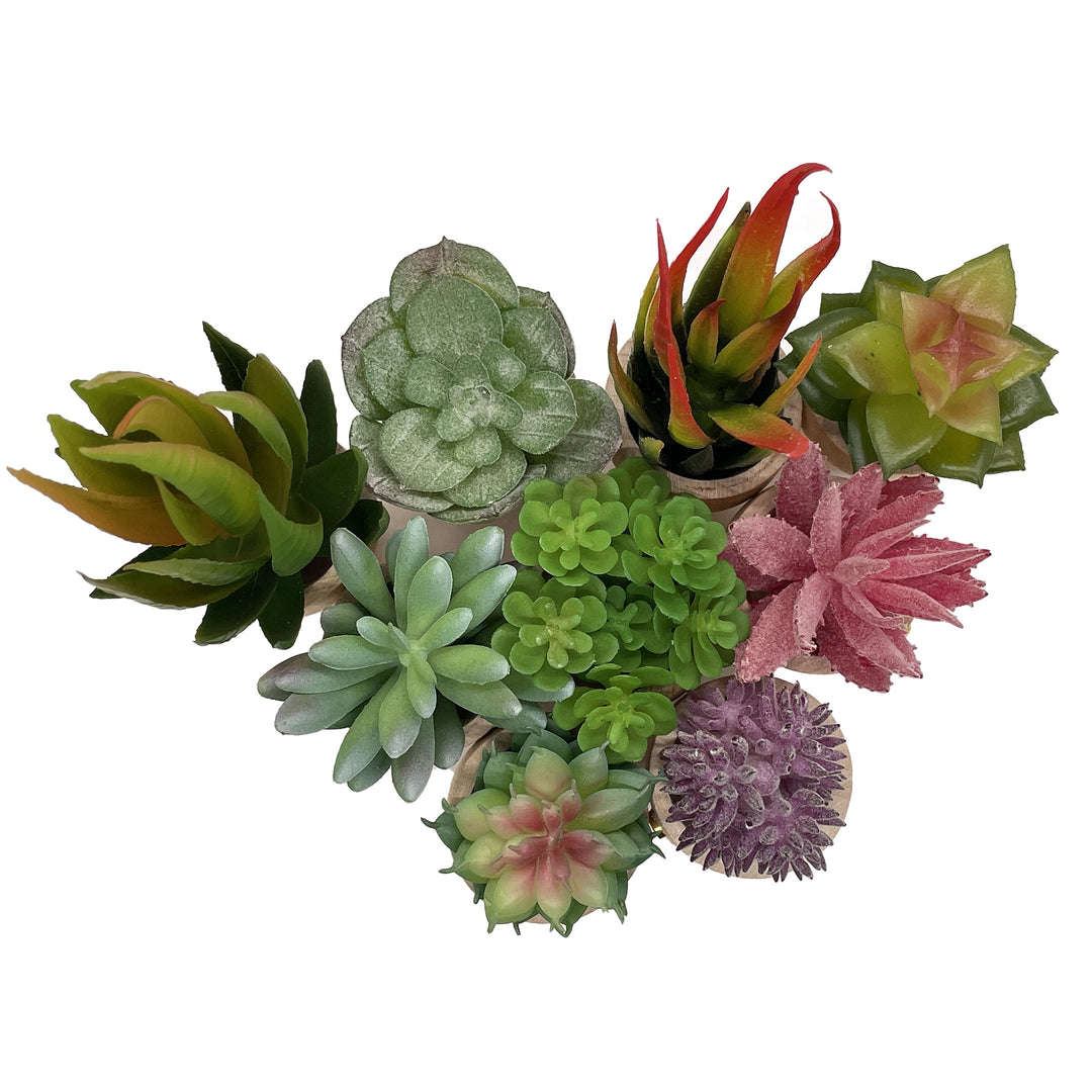 Refrigerator Succulent Magnet